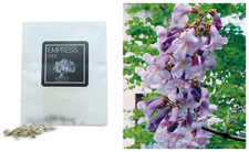 30 Empress Tree Bonsai Seeds | Grow Your Own Bonsai Tree | Bonsai Beginners Gift