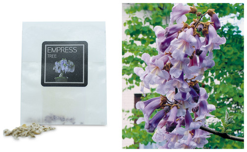 Empress tree bonsai seeds - 30,