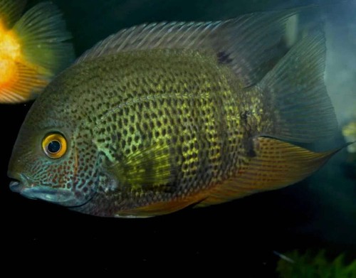 Pack green severum - 2-pack,
