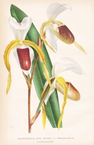 Cypripedium stonei spicerianum - cypripedium,