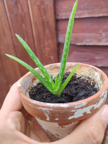 Aloe vera baby - rooted, and