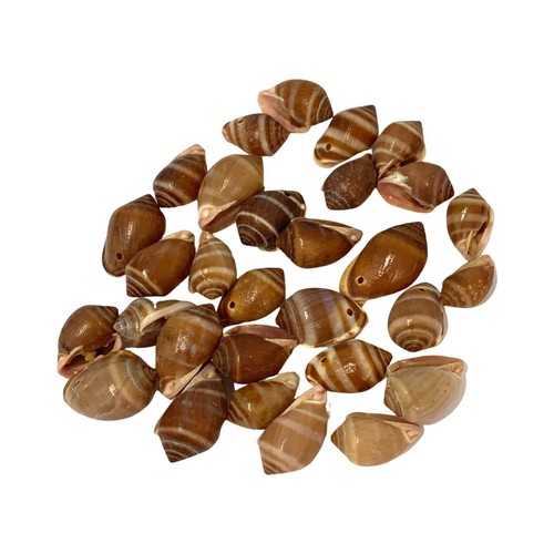 Shells drilled gorgeous craft - drilled,