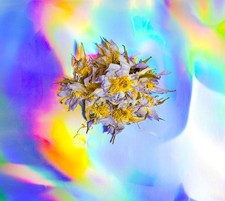 Egyptian Water Lily (Authentic