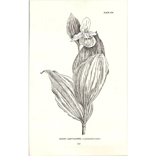 Showy lady slipper - showy, lady's-slipper