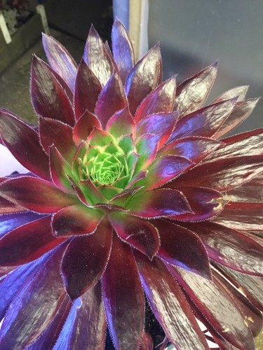 Aeonium peacocks variegated - aeonium,