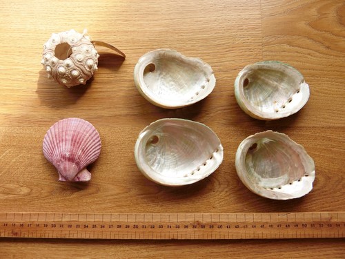 6pcs mixed natural sea shells - 6pcs,