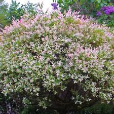 Salix Hakuro Nishiki Pink