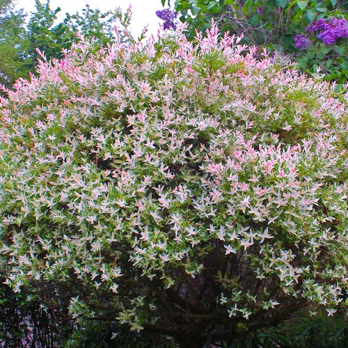 Salix hakuro nishiki pink - salix,
