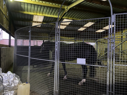 Horse walker fencing panels - horse,