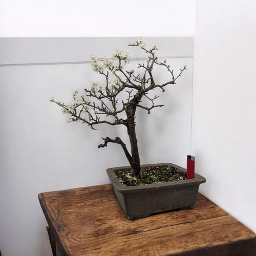 Lovely blackthorn prunus - blackthorn, (prunus