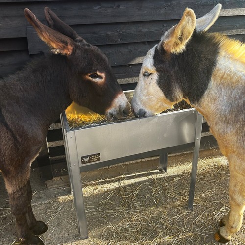 Donkey goat horse pony hay - donkey,