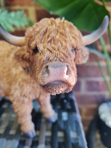 Mini highland cattle - highland,