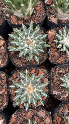 1pcs 8years ariocarpus - cm,