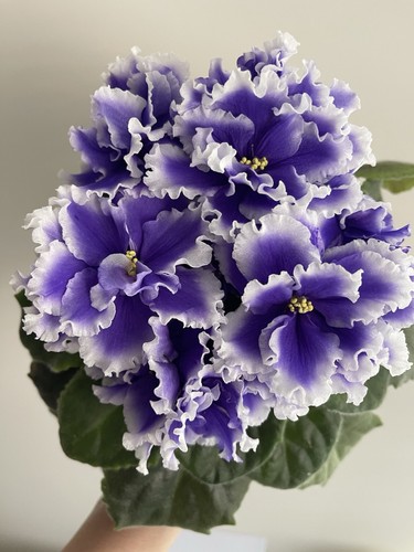African violets two baby - violets,