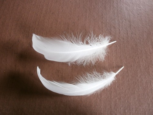 Real swan feathers - swan,