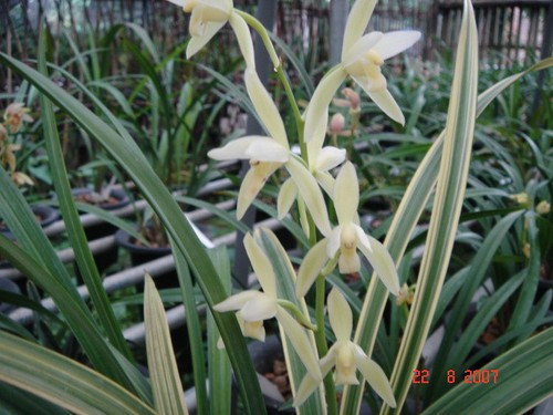 Cymbidium ensifolium - cymbidium,