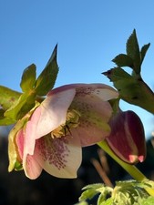 Hellebore seed mix - 8 Seeds