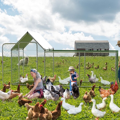 Walk chicken run coop - walk-in,