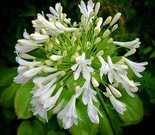 New Agapanthus Starbust White  hardy  garden perennial plant  2 litre pot