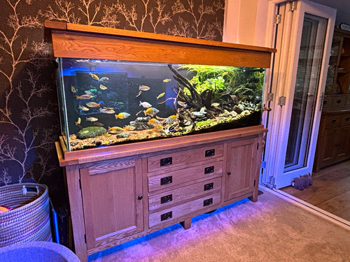 Aqua oak 180cm - aqua,