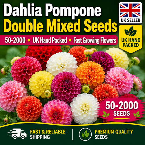 Dahlia pompone double mixed - dahlia,
