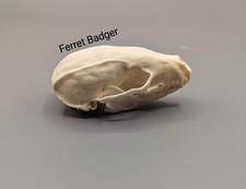 Ferret Badger Skull, Skulls, Bones, Animal Skulls, Oddities, Curio, Home Decor