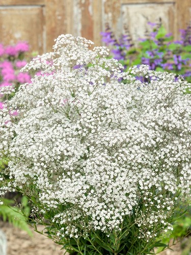 Gypsophila baby s breath - gypsophila, baby's