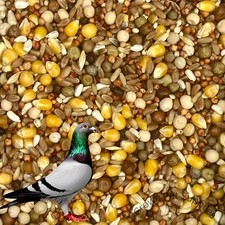 Pigeon Mix Feed 14.5% Protein For Pigeons Dove Birds Reusable Bags BULK SALE