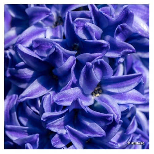 Prepared hyacinth delft blue - prepared,