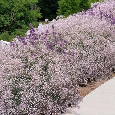Gypsophila Pacifica Bare Root