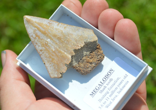 B40 wow genuine megalodon - wow,,
