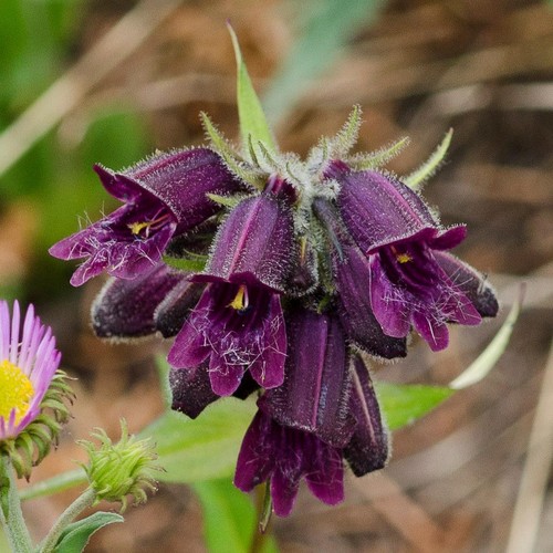 Penstemon whippleanus