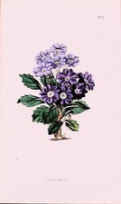 Antique Botanical Print