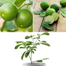 Lime tree plant citrus - lime,