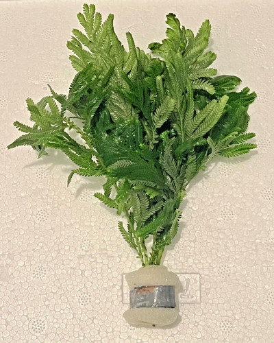 Umbrella fern 2 - ,