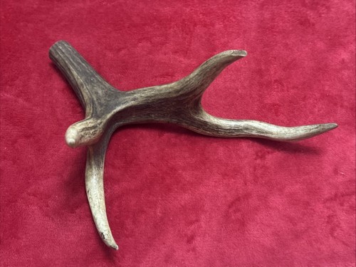 One piece deer antler - one,