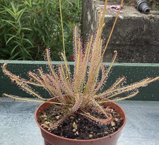 Drosera x hybrida (filiformis