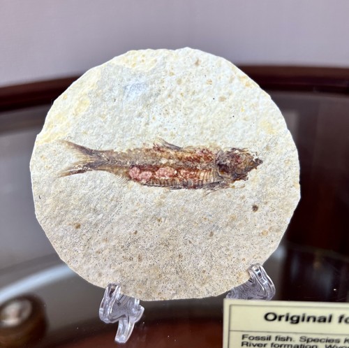 Fossil fish kemmerer shale - kemmerer,