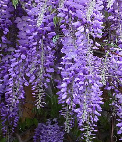 Wisteria sinensis glicinia - sinensis,