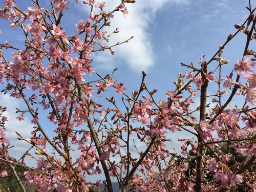 Prunus okame cherry blossom - cherry,