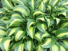 Hosta Geisha   (Pot Grown Sent Out Ex Pots)