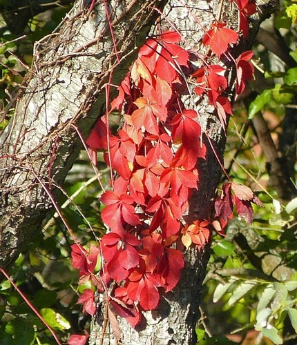 Virginia creeper plant - 3,