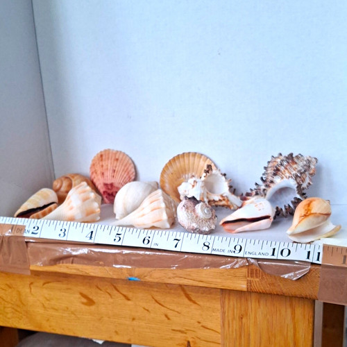Mixed natural seashell - mixed,