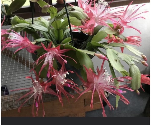 Christmas thanksgiving cactus - christmas,