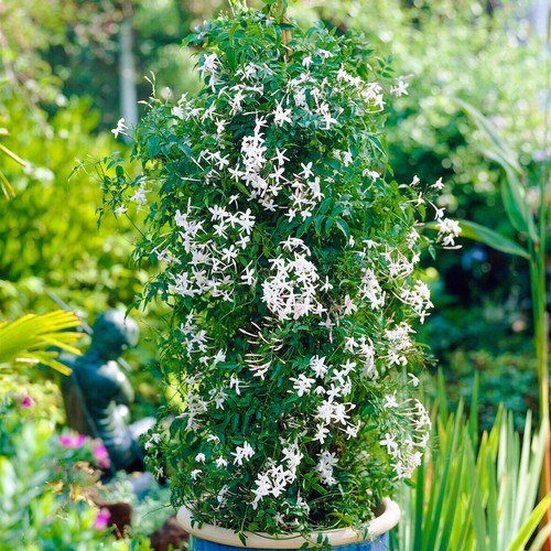 Jasminum starry summer - jasminum,