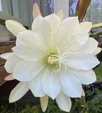1 EPIPHYLLUM Cactus  “ Crenatum”unrooted 20cm+ , XLarge Flower.