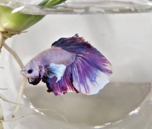 Dumbo betta male - dumbo,