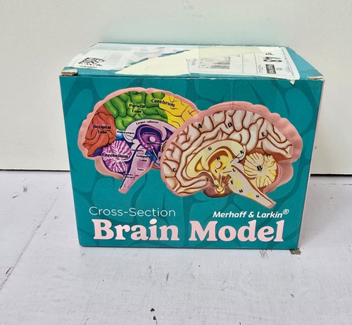 Cross section foam brain - foam,