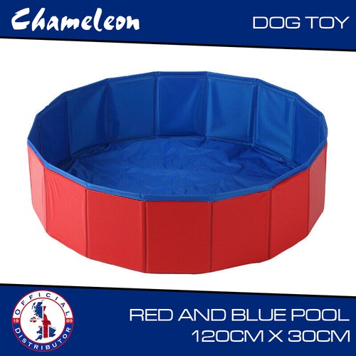 Child dog swimming - dog,