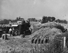 Farm labourers feeding a threshing machine during the harves - 1947 Old Photo 1